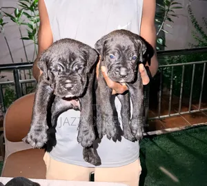 1-3 months Female Purebred Cane Corso