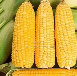A Pack of Seed Huangnuo 90 Corn