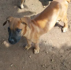 3-6 months Female Purebred Boerboel