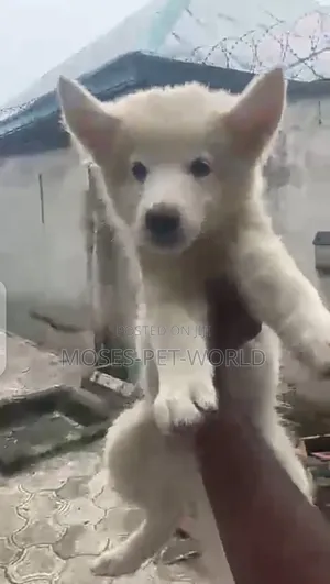 1-3 months Female Purebred Siberian Husky