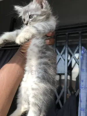 1-3 months Male Purebred Turkish Angora