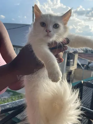 1-3 months Male Purebred Persian