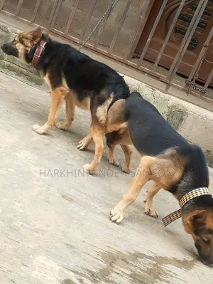 Pets and Animal