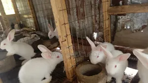 Weaners and Matured Rabbit Available at Affordable Price