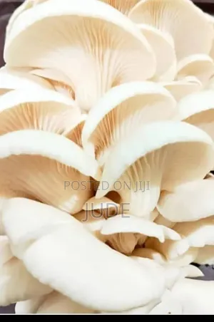 Cip Farms Mushroom