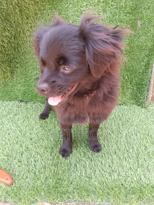 3-6 months Female Mixed Breed Tibetan Spaniel