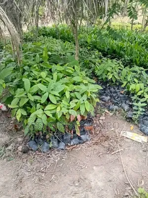 Hybrid Palm Seedling, Tenera, Supergen, Coconut, Cocoa, Pineapple