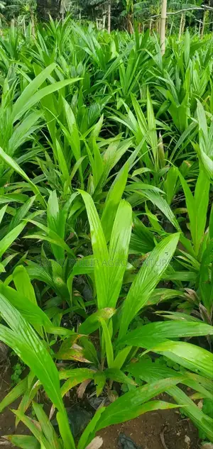 Hybrid Palm Seedling Tenera, Malaysia Supergen, Coconut, Plantain