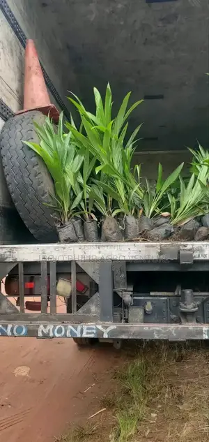 Hybrid Tenera Palm Seeding, Malaysia Supergen Sprouted Seeds,