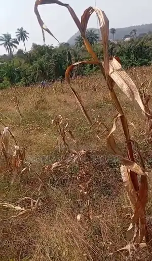 A Plot of Land in a Serene Environment