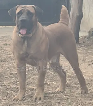 1+ year Male Purebred Boerboel