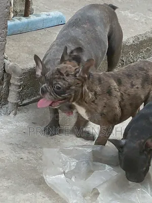 3-6 months Male Purebred French Bulldog