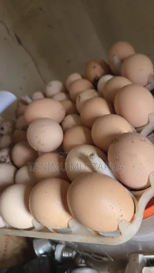Noiler Fertile Eggs