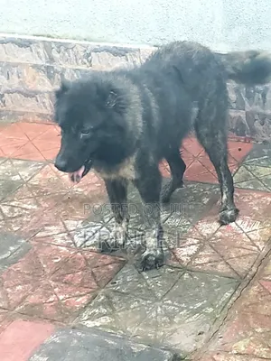 1+ year Female Purebred Caucasian Shepherd
