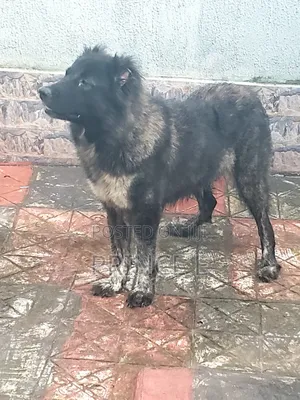 1+ year Female Purebred Caucasian Shepherd