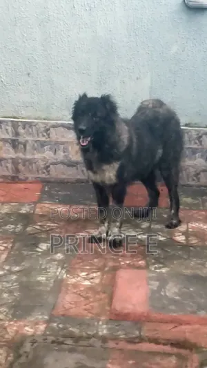 1+ year Female Purebred Caucasian Shepherd