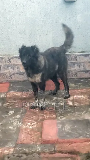1+ year Female Purebred Caucasian Shepherd
