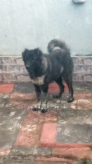 1+ year Female Purebred Caucasian Shepherd