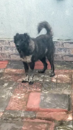 1+ year Female Purebred Caucasian Shepherd