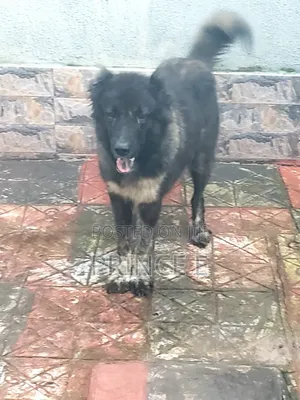 1+ year Female Purebred Caucasian Shepherd