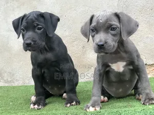 1-3 months Female Purebred Cane Corso