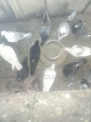 Adults Pigeons