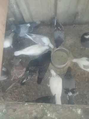 Adults Pigeons