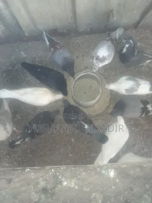 Adults Pigeons