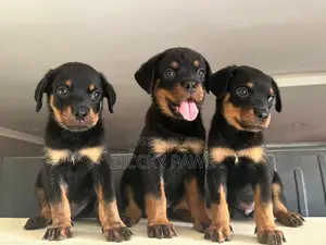 1-3 months Female Purebred Rottweiler