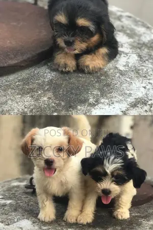 1-3 months Female Purebred Lhasa Apso