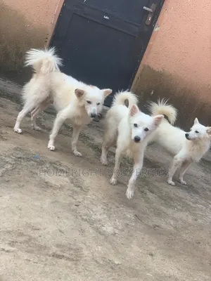 1+ year Female Purebred American Eskimo