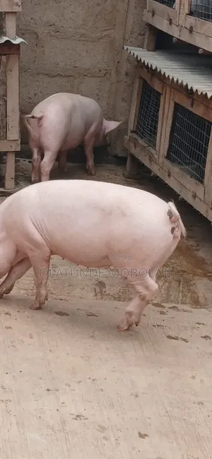 Weaners, Growers and Pregnant Pigs for Sale