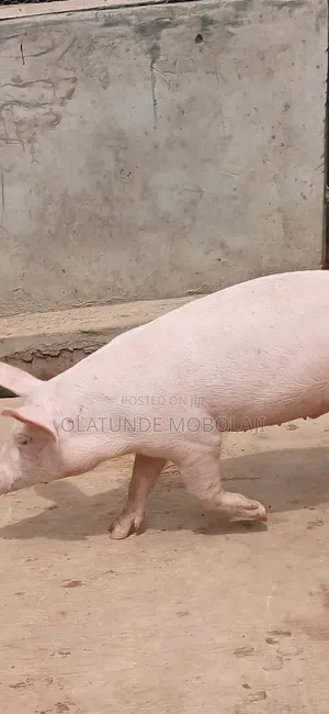 Weaners, Growers and Pregnant Pigs for Sale