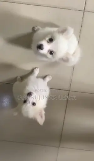 1-3 months Female Purebred American Eskimo