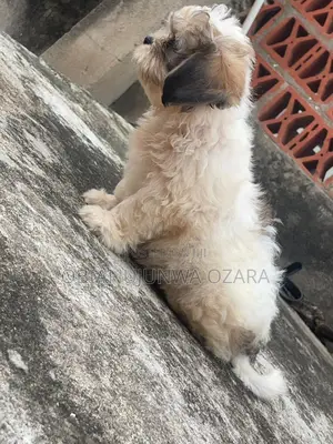 1-3 months Female Purebred Lhasa Apso