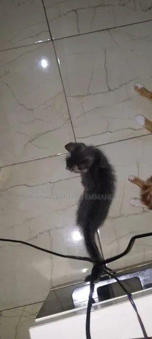 1-3 months Female Purebred Cat