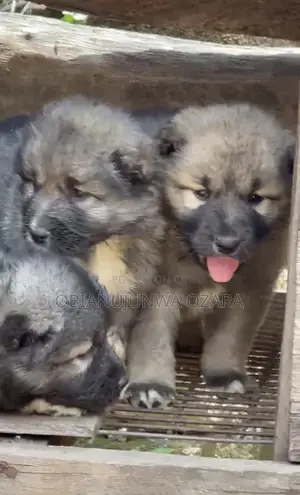 1-3 months Female Purebred Caucasian Shepherd