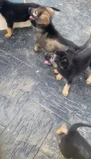 1-3 months Female Purebred German Shepherd