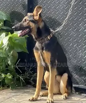 6-12 months Female Purebred German Shepherd