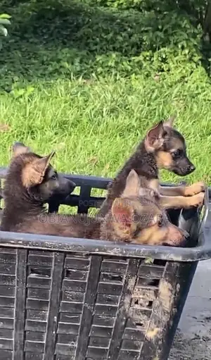 1-3 months Female Purebred German Shepherd