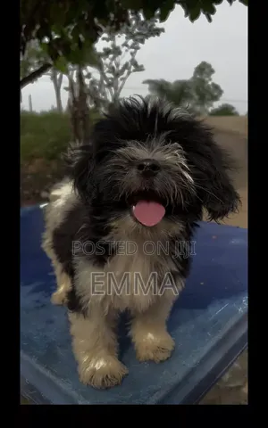 6-12 months Female Purebred Lhasa Apso