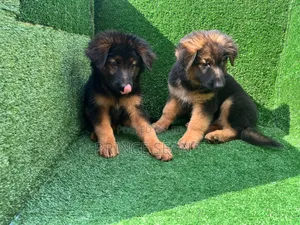 1-3 months Male Purebred German Shepherd