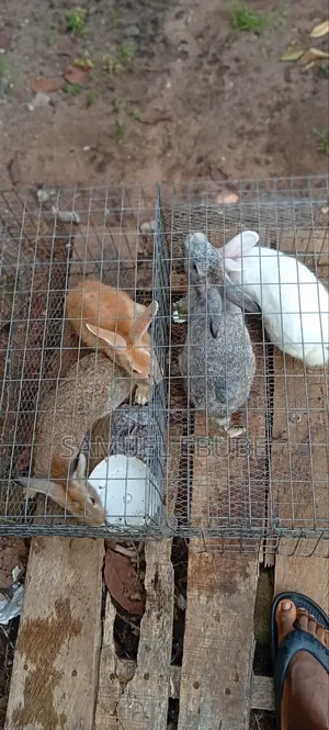 Rabbits Available for Pets, Consumption, Research, Zoo Keeping, Etc