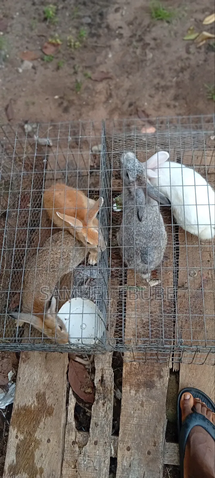 Rabbits Available for Pets, Consumption, Research, Zoo Keeping, Etc