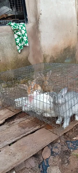 Rabbits Available for Pets, Consumption, Research, Zoo Keeping, Etc