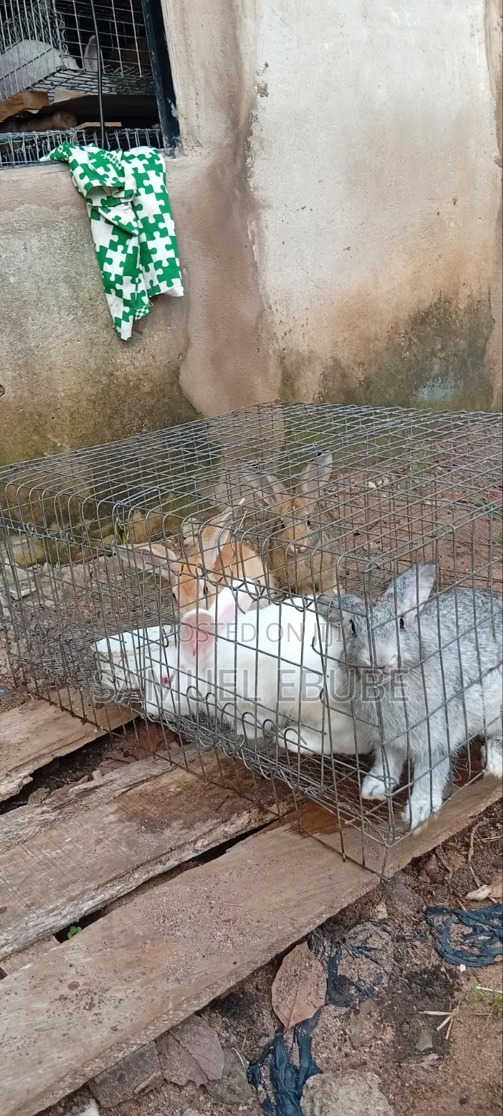 Rabbits Available for Pets, Consumption, Research, Zoo Keeping, Etc