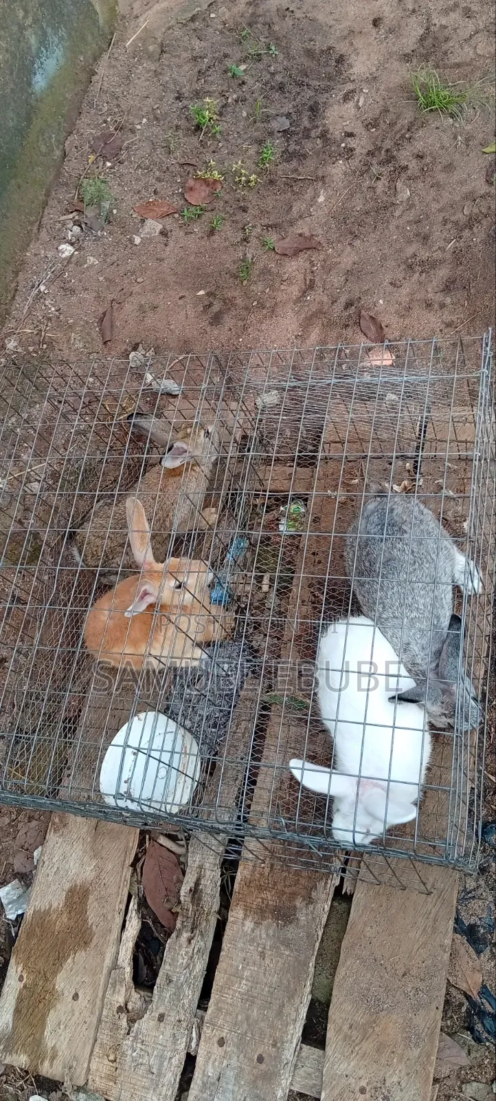 Rabbits Available for Pets, Consumption, Research, Zoo Keeping, Etc