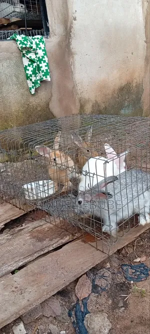 Rabbits Available for Pets, Consumption, Research, Zoo Keeping, Etc