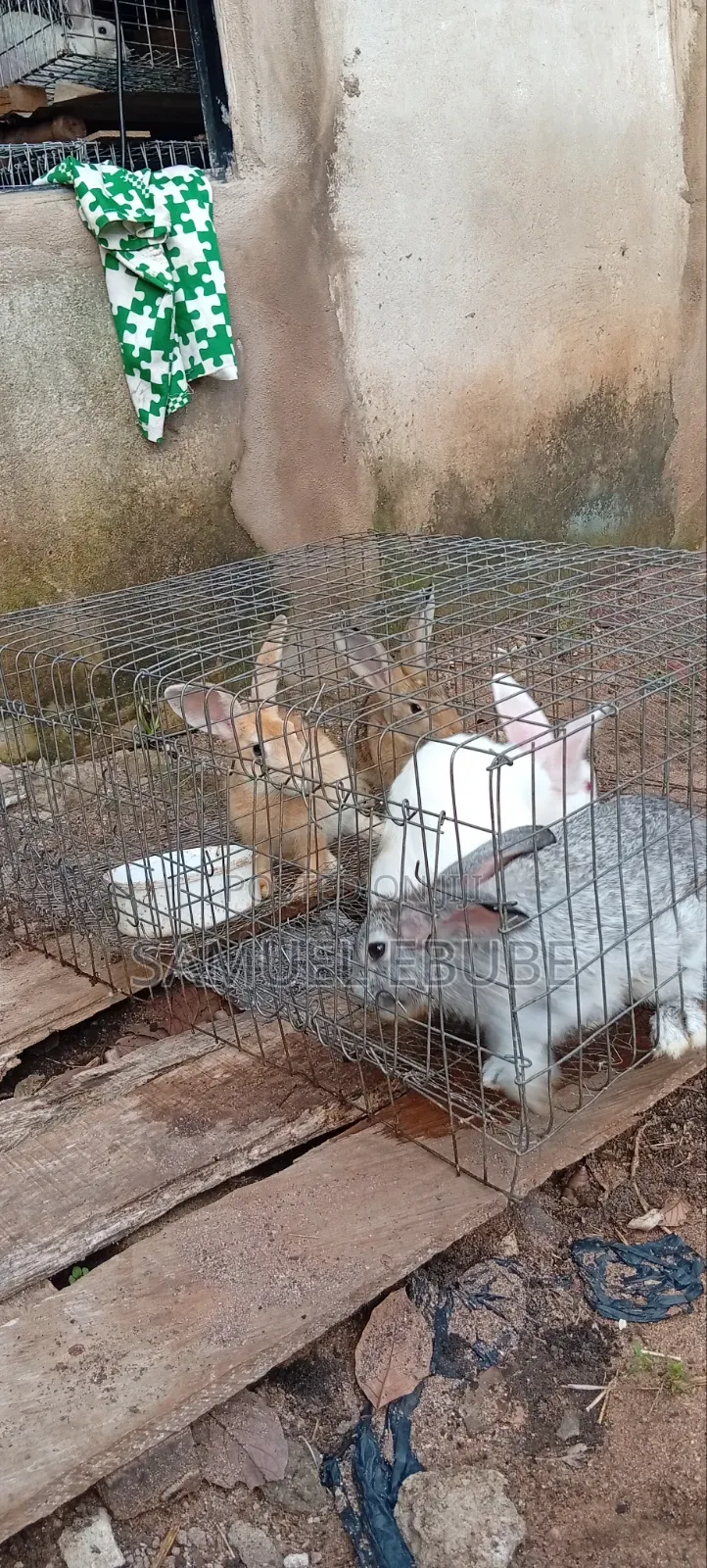 Rabbits Available for Pets, Consumption, Research, Zoo Keeping, Etc