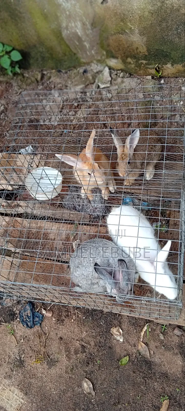 Rabbits Available for Pets, Consumption, Research, Zoo Keeping, Etc